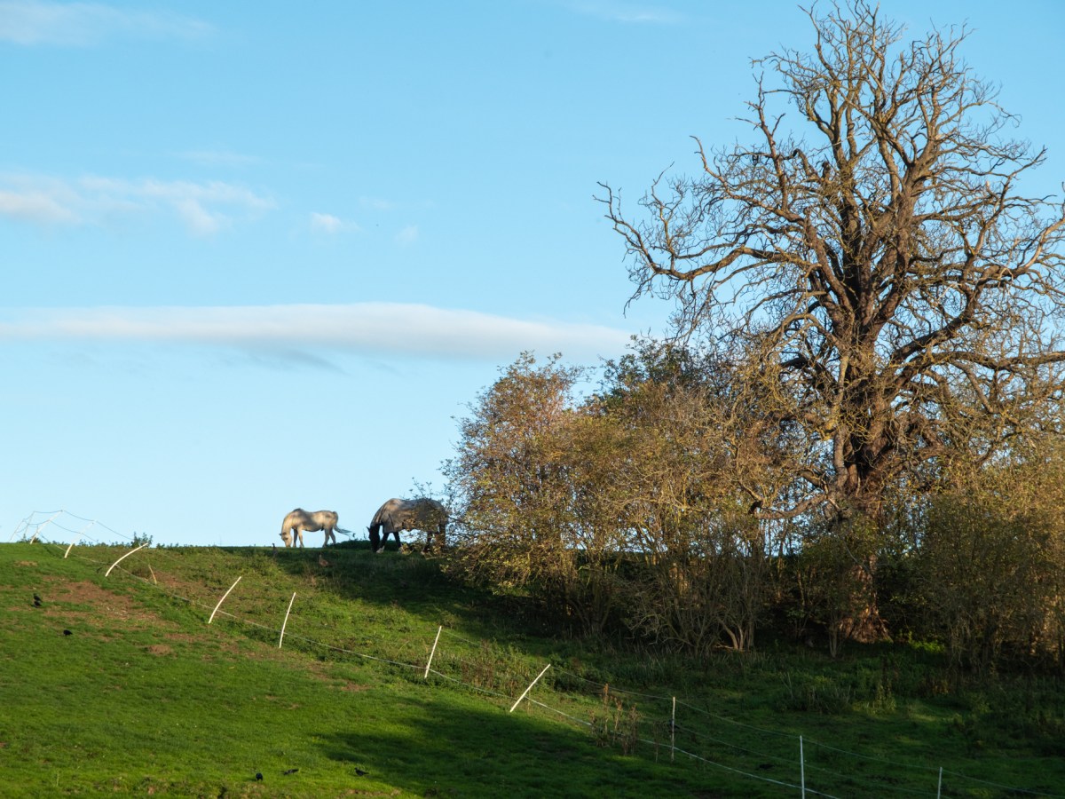 An Autumnal Evening Dog&nbsp;Walk